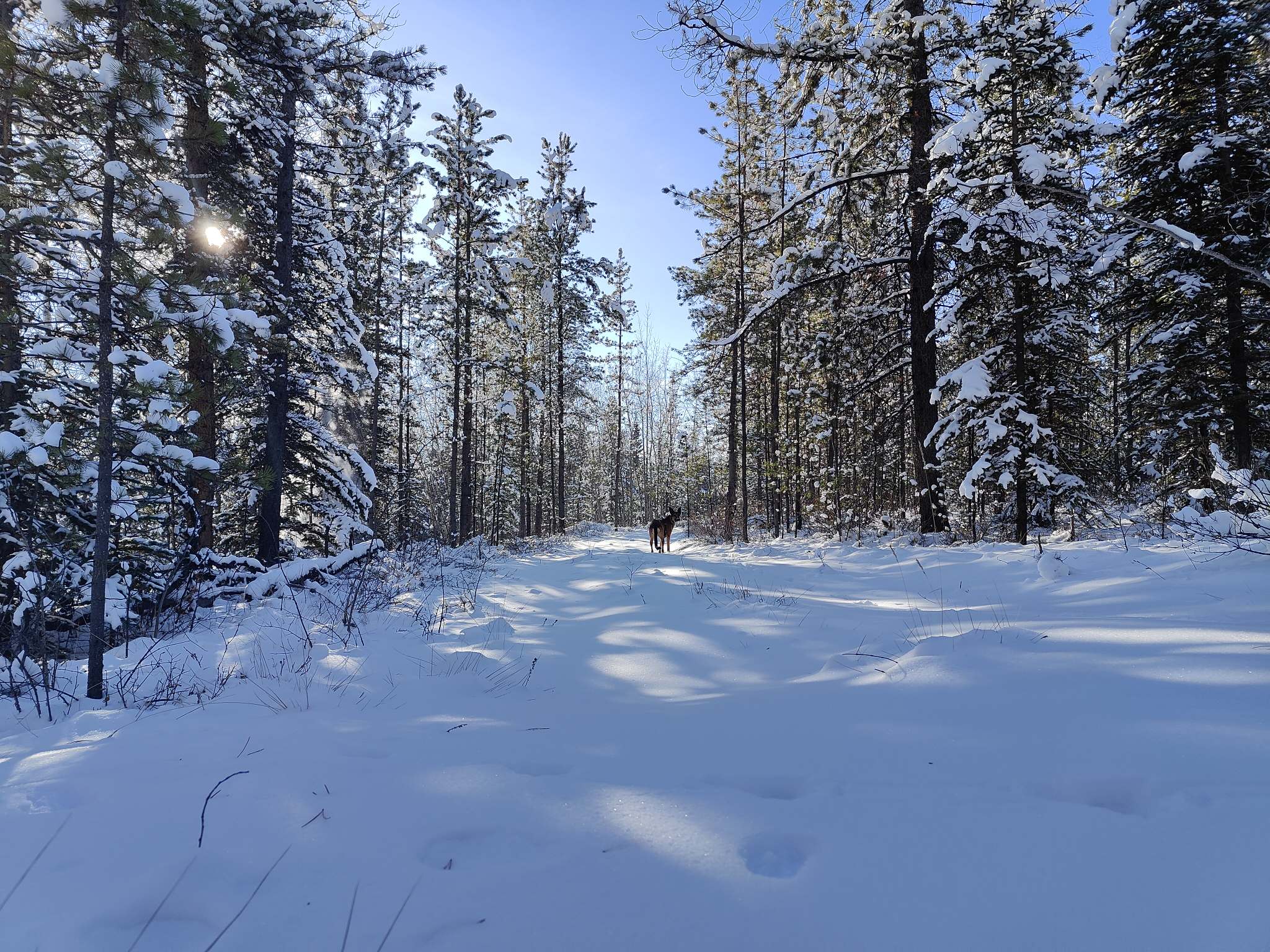 Winter, Haus, Kanadier.
